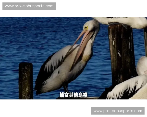 鹈鹕vs雷霆：新奥尔良的空中霸主能否抵挡俄城的闪电突袭？